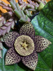 Cactus flowering cactus flowering photo