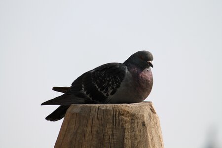 Outdoors feather pigeon photo