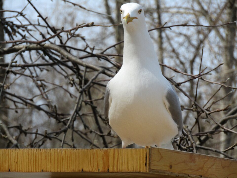 Outdoors wildlife beautiful
