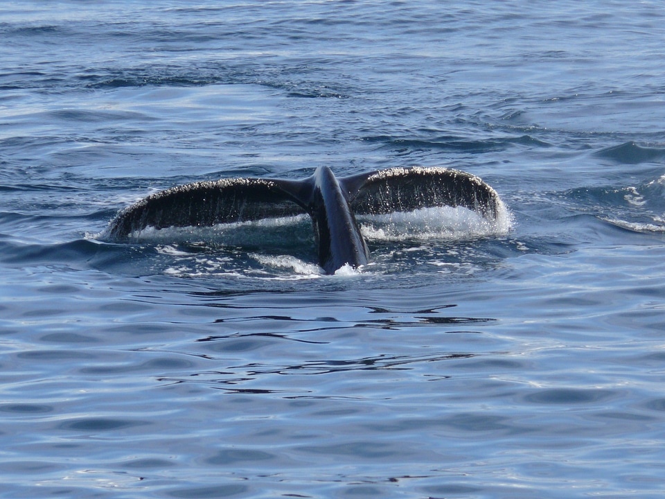 Fin antarctica southern ocean