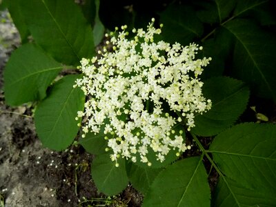 Flower shrub summer