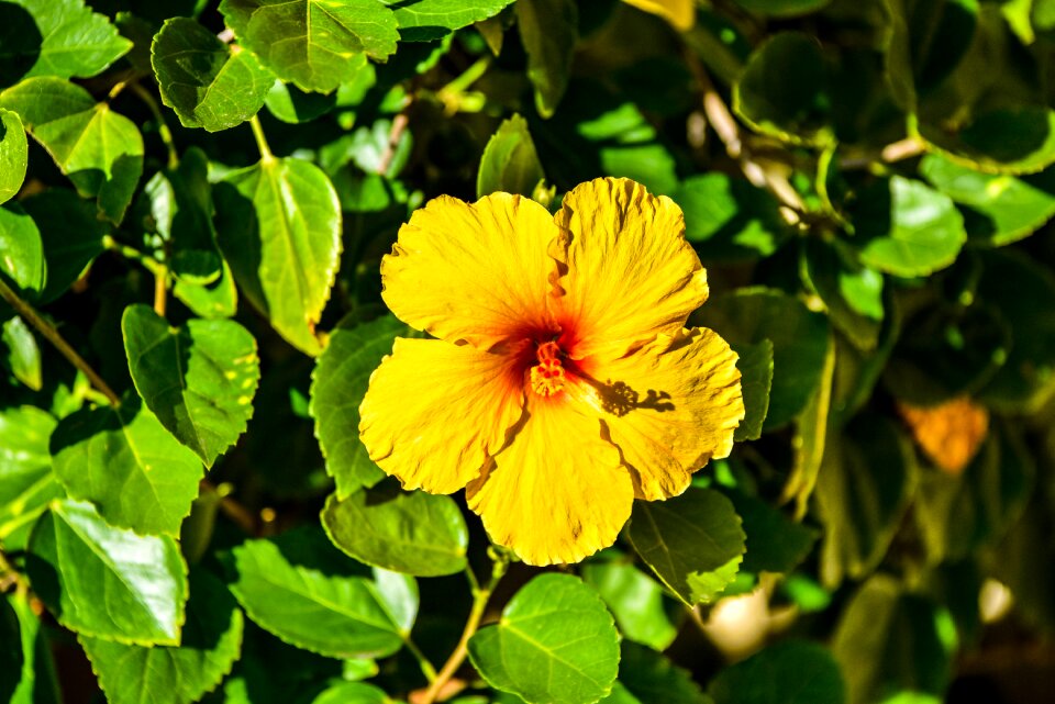 Garden flower summer