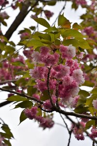 Plant flower japan cherry tree photo