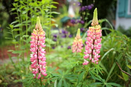 Flower lupin nature plant
