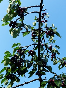 Fruit healthy leaves