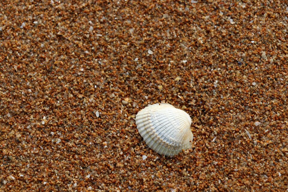 Beach background shell