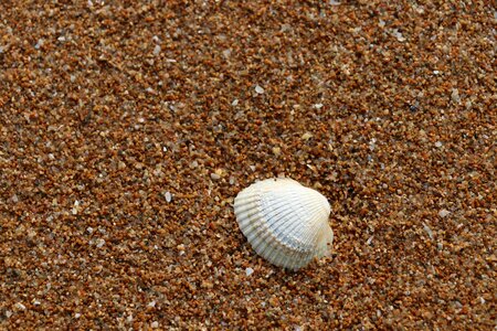 Beach background shell