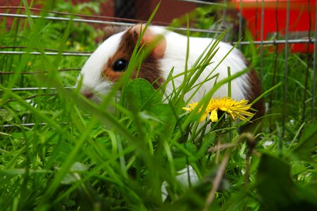 A little animals guinea pig
