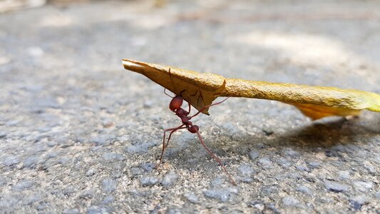 Nature ant Free photos