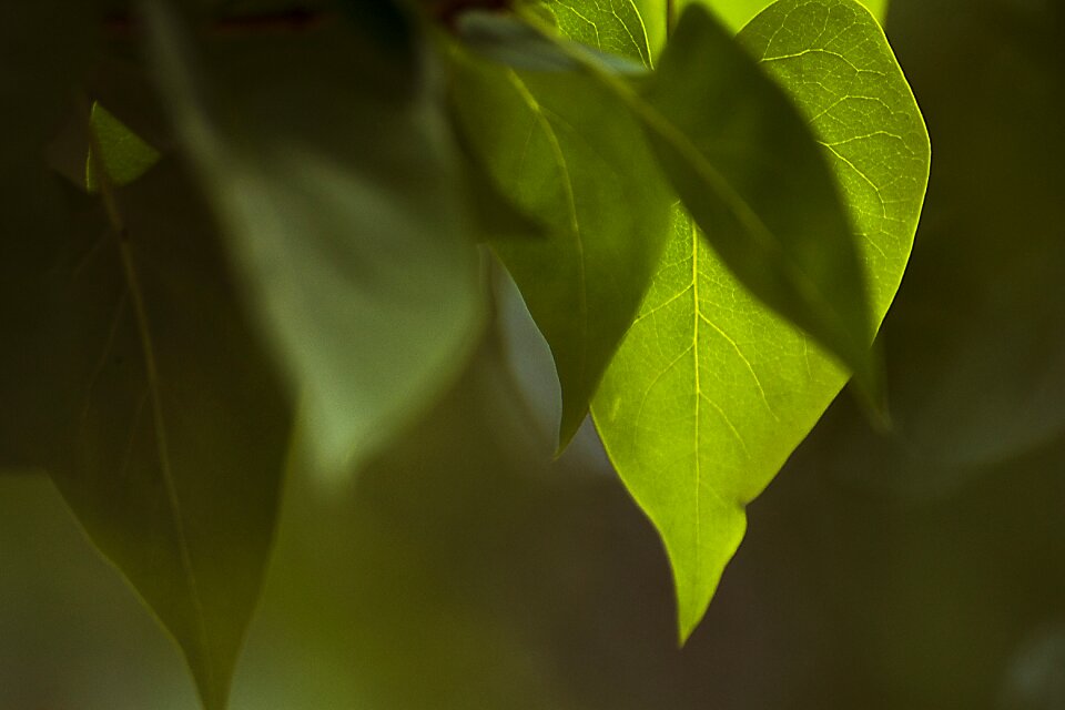 The environment tree no one