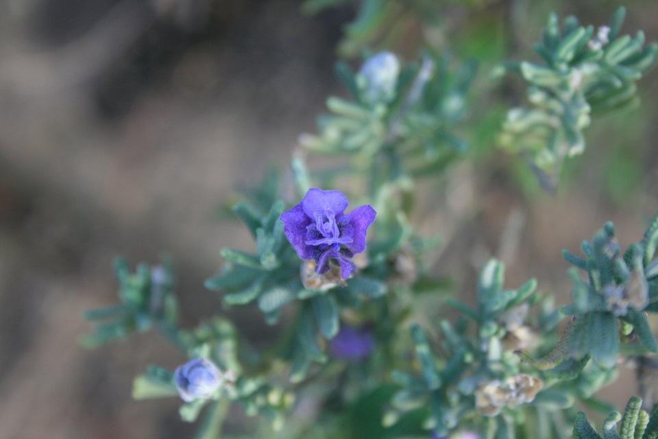 Floral plant natural