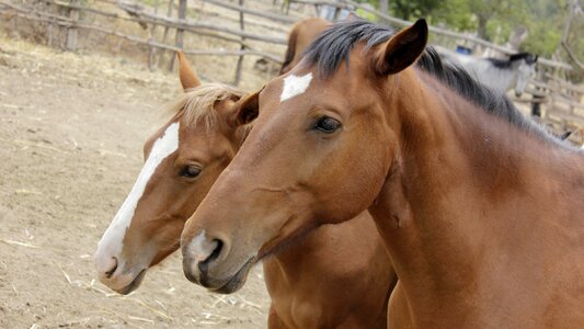 Equine field nature