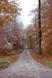 Tree autumn road photo