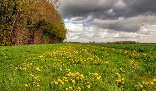 Hayfield landscape outdoors photo