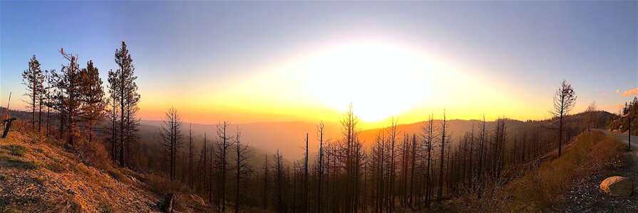 Nature trees sky photo