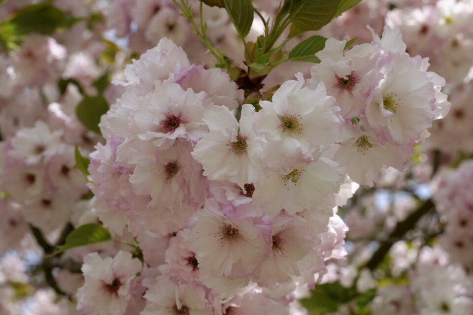 Cherry wood plant tree