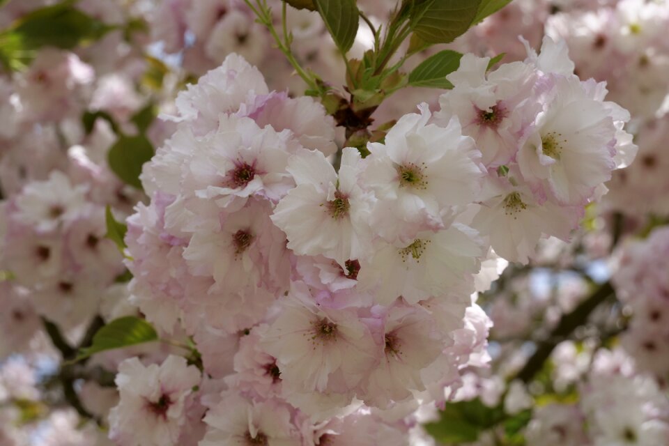 Cherry wood plant tree photo