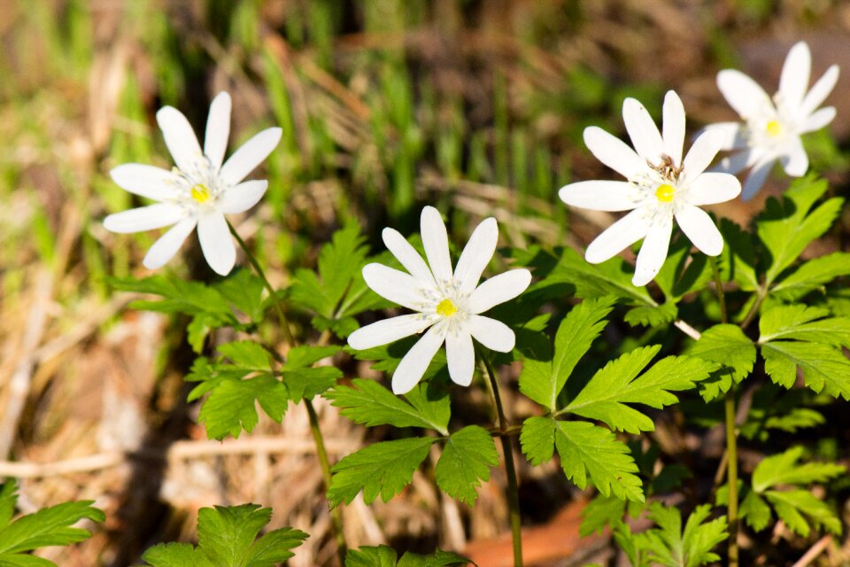 Plant flower summer