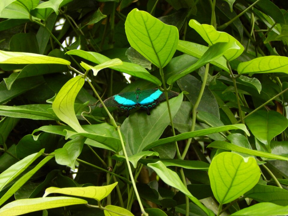 Butterfly green Free photos