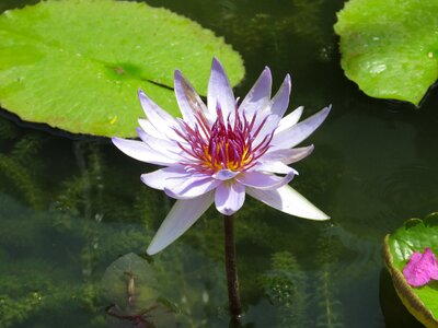 Flora lily