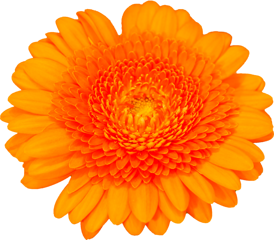 Transparent blossom bloom