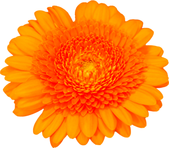 Transparent blossom bloom