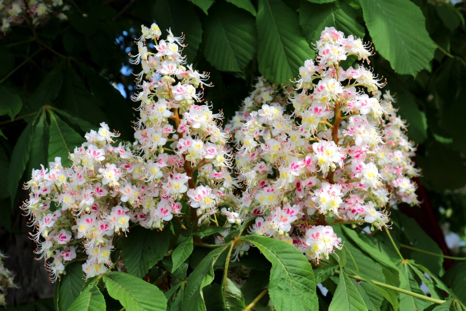 Flowers chestnut blossoms chestnut tree