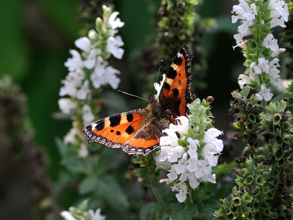 Butterfly animal Free photos