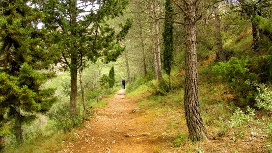 Nature wood landscape