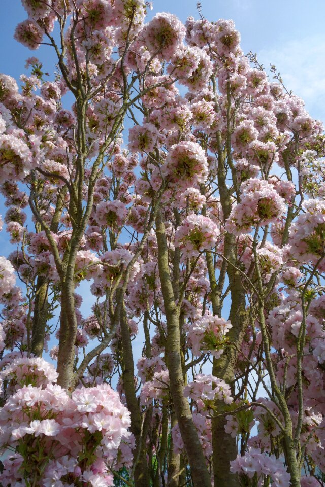 Nature season cherry blossom photo