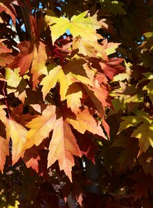 Maple tree colorful