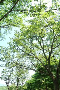 Leaf branch sunny photo