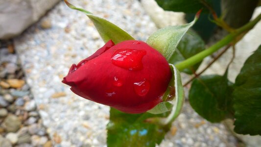 Drop water leaf plant summer