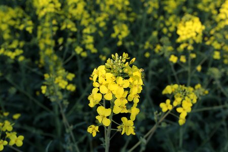 Field summer yellow flowers