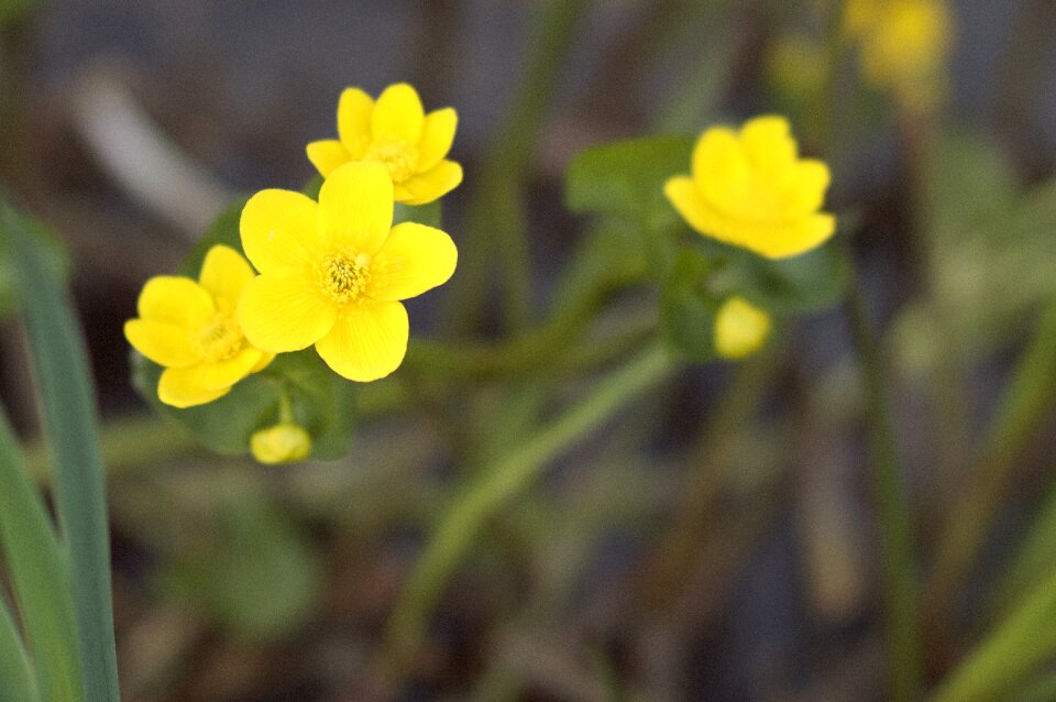 Floral leaf blooming