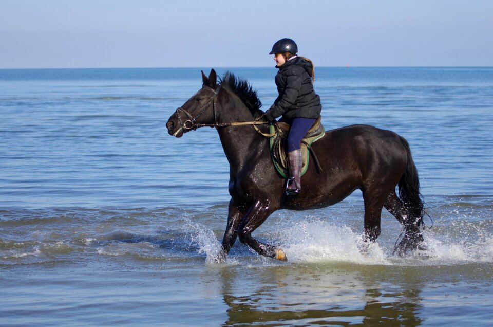 Waters horse Free photos