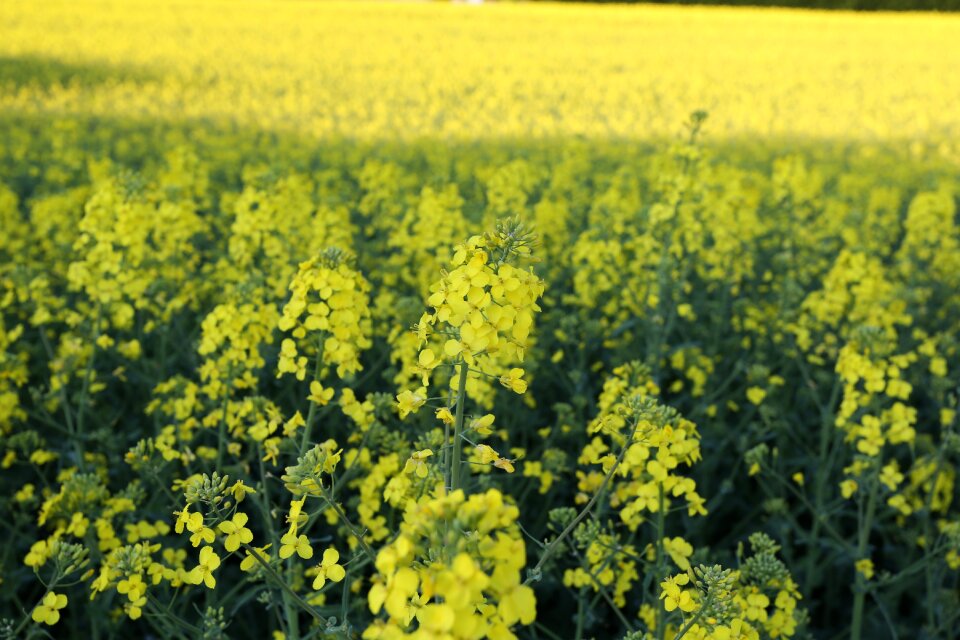 Flower plant flowers