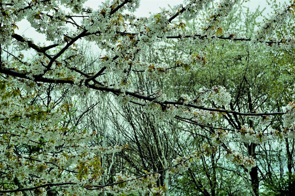 Branch season park