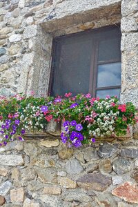 Wall flora window photo