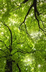 Branch the environment landscape