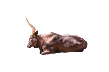 Bull beef pasture