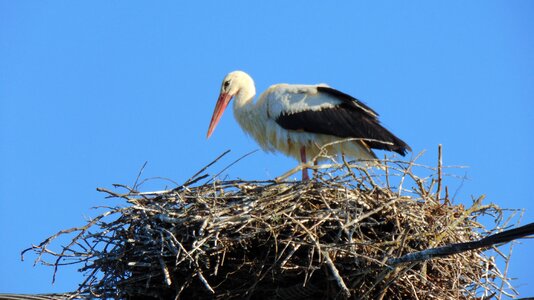 Nest animal water