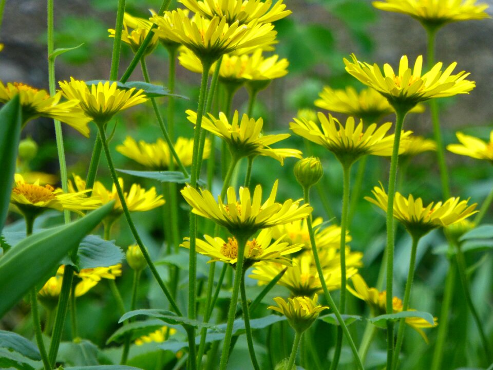 Summer field lawn