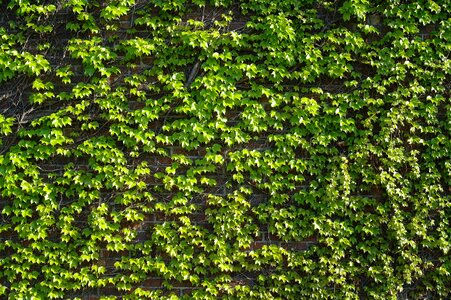 Environment wallpaper outdoors