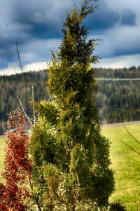 Landscape wood season