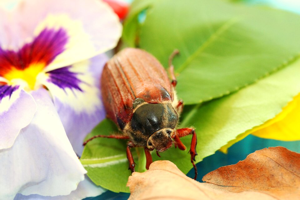 Insect flower leaf