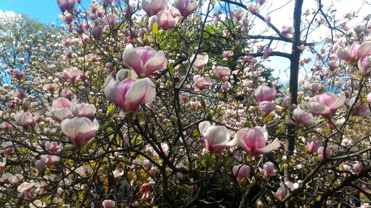 Magnolia tree nature photo