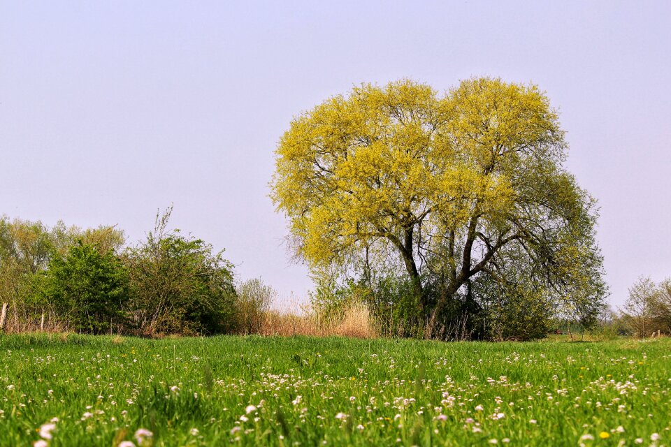 Tree grass field