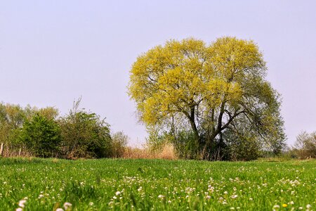 Tree grass field photo