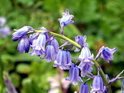 Spring flower plant